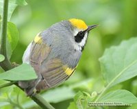 Golden-winged Warbler - Vermivora chrysoptera