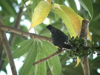 Bananaquit - Coereba flaveola