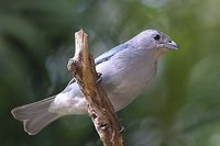 Sayaca Tanager - Thraupis sayaca