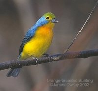 Orange-breasted Bunting - Passerina leclancherii