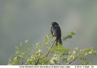 Scrub Blackbird - Dives warszewiczi