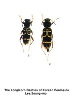북자호랑하늘소 - Xylotrechus clarinus