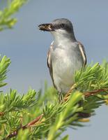 gray kingbird (Greater Antillean race, Tyrannus dominicensis dominicensis)