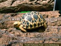 Burmese Star Tortoise, Geochelone platynota