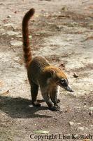 Coatimundi Nausua nausua