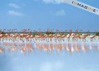 Greater Flamingo (Phoenicopterus ruber) photo