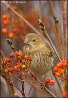 Common Rosefinch Carpodacus erythrinus