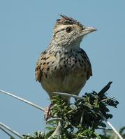 Rufous-naped Lark p.280