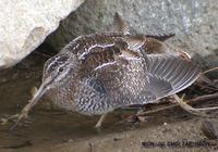 Solitary Snipe Gallinago solitaria 청도요