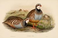 Richter after Wolf Red-legged Partridge (Caccabis Rubra)