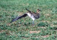 Pacific Golden Plover