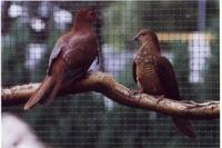 Lesser bar-tailed cuckoo dove Macropygia nigrirostris