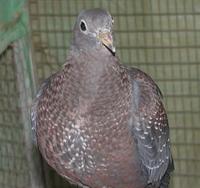 Olive Pigeon Columba arquatrix