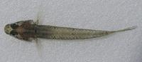 スジハゼA Acentrogobius sp. A