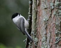 Willow Tit (Parus montanus)