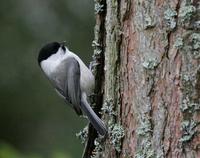 Willow Tit (Parus montanus)