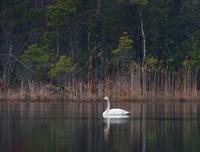 Whooper Swan (Cygnus cygnus)