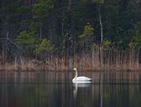 Whooper Swan (Cygnus cygnus)