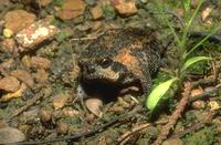 : Breviceps montanus; Mountain Rain Frog