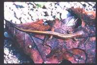 : Eurycea cirrigera; Southern Two-lined Salamander