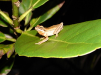 : Hypsiboas cipoensis