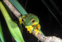 : Litoria xanthomera; Orange-thighed Frog