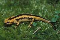: Salamandra salamandra fastuosa; Fire Salamander