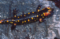 : Salamandra salamandra morenica; Fire Salamander