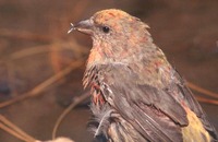 : Loxia curvirostra; Red Crossbill