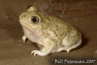 : Spea bombifrons; Plains Spadefoot