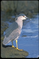 : Nycticorax nycticorax ssp. cyanocephalus; Black Crowned Night Heron