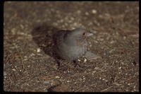 : Pipilo crissalis; California Towhee