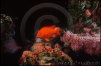 : Hypsypops rubicundus; Garibaldi;