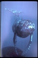 : Megaptera novaeangliae; Hump-backed Whale
