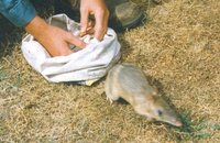 : Parameles fasciata; Eastern Barred Bandicoot