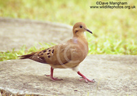 : Zenaida aurita; Zenaida Dove