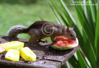 : Sciurus variegatoides ssp. rigidus; Variegated Squirrel