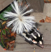 : Spilogale gracilis; Western Spotted Skunk