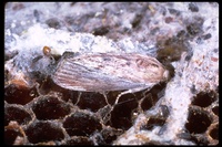 : Galleria mellonella; Waxworm Moth