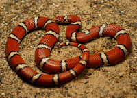 : Lampropeltis triangulum syspila; Red Milksnake