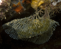 : Bugula