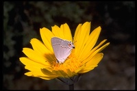 : Strymon sp.; Hairstreak