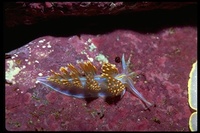 : Phidiana crassicornis; Phidiana Nudibranch