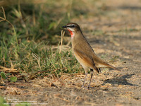 Siberian Rubythroat Scientific name - Luscinia calliope