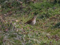 흰배지빠귀 Turdus pallidus Pale Thrush