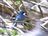 쇠유리새 Erithacus cyane | Siberian blue robin