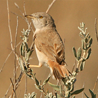 Asian Desert Warbler