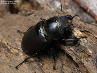 Eghjort (Lucanus cervus) Foto/billede af