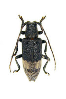 Pterolophia zonata