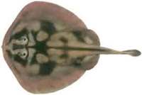 Banded Stingaree - Urolophus cruciatus